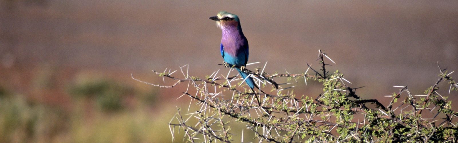 Exotic Bird Namibia