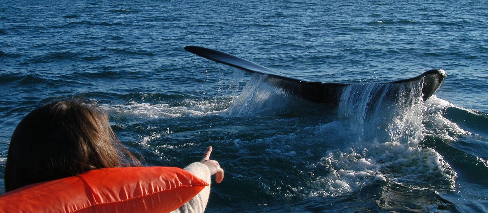 Whale watching, Peninsular Valdes, Argentina