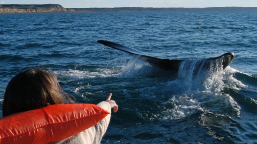 Whale watching, Peninsular Valdes, Argentina