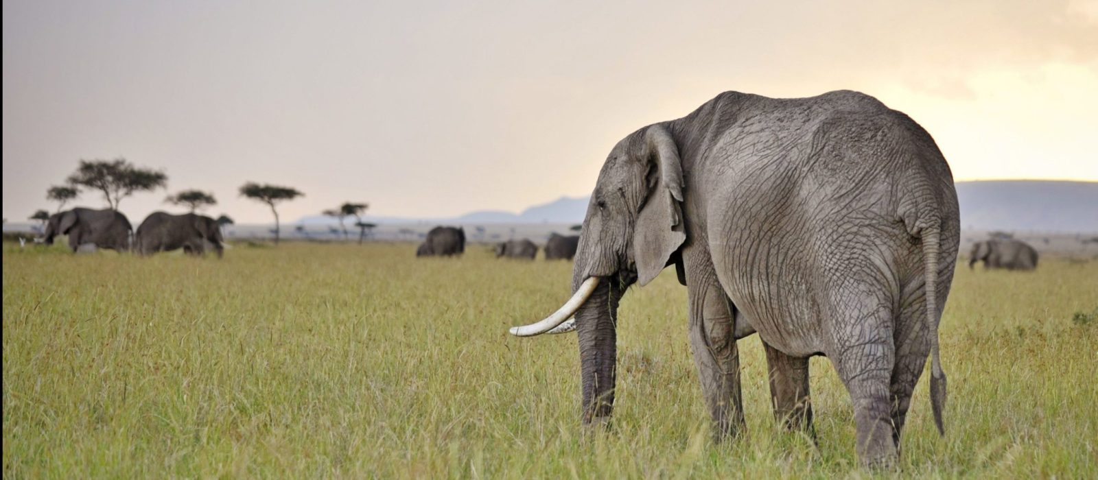 African elephant in open grassy plain at green season