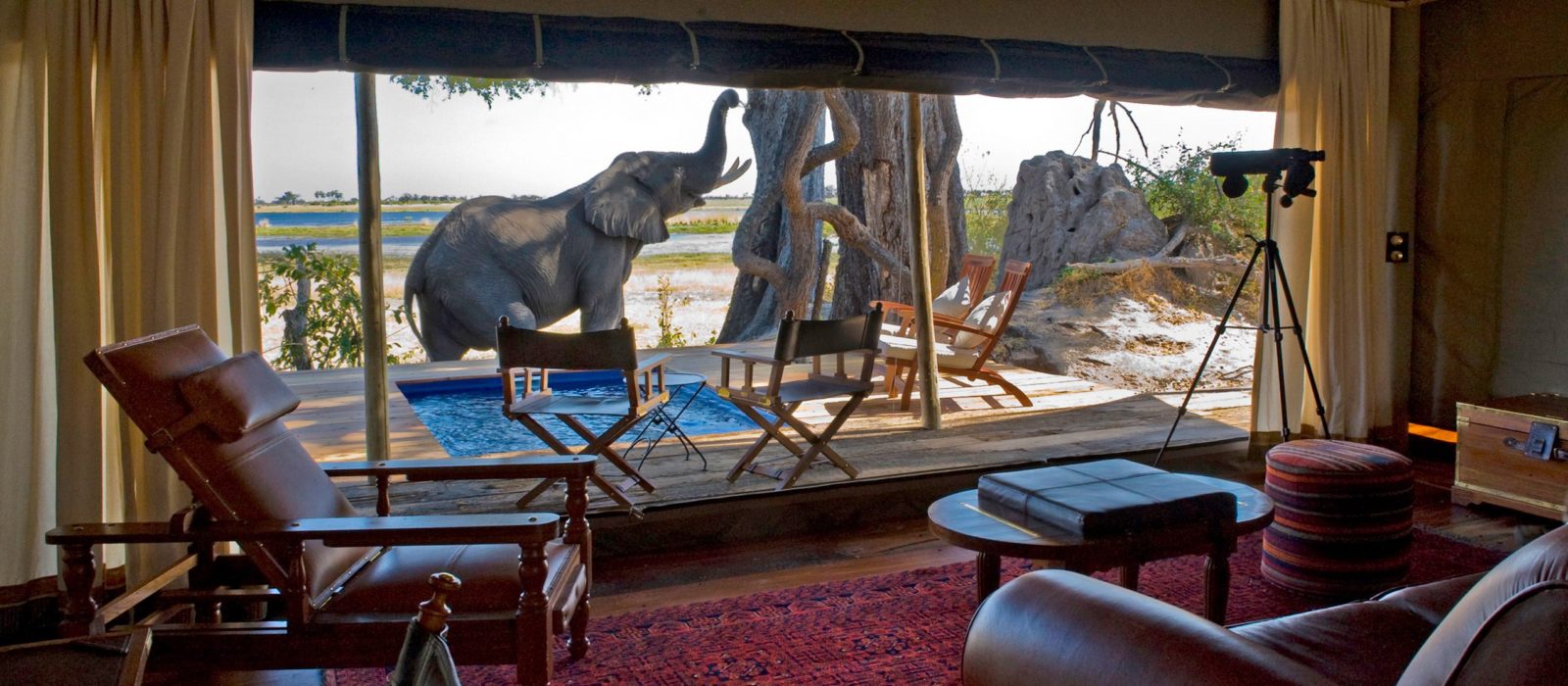 Elephant Zarafa Botswana