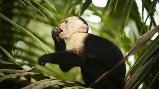 monkey-manuel-antonio-national-park-costa-rica