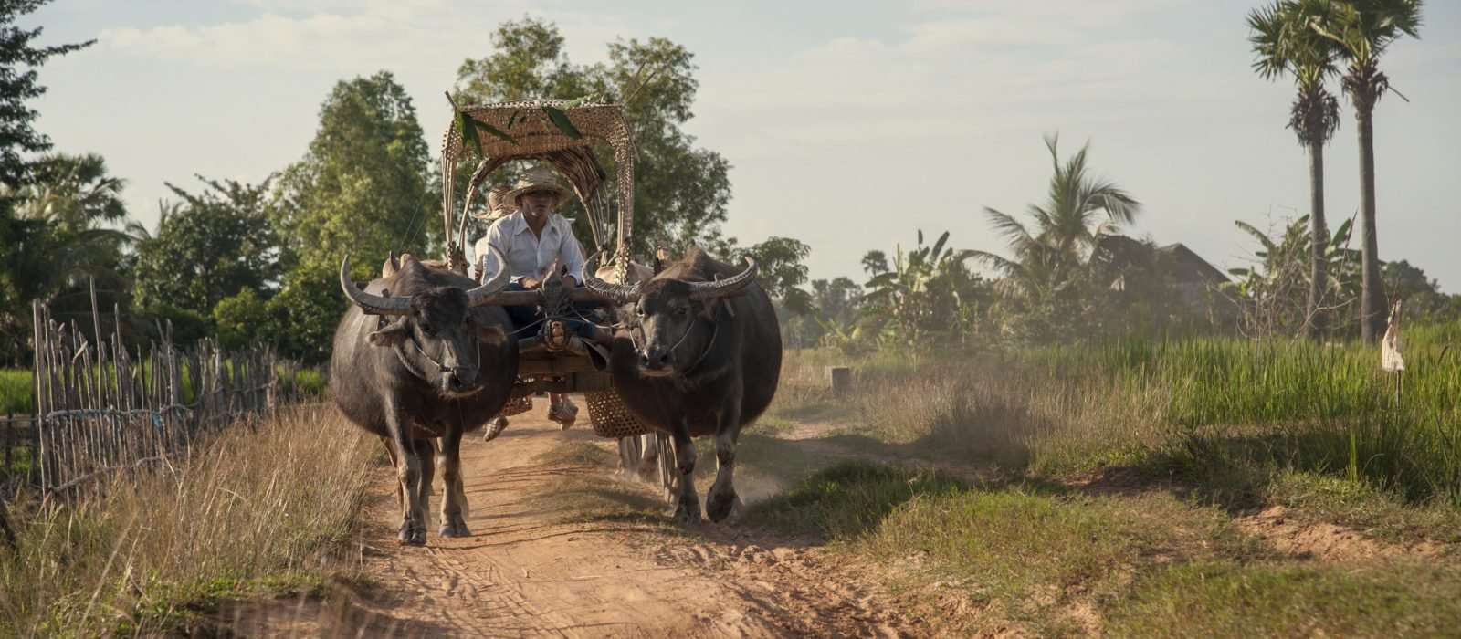 Cattle carriage Cambodia