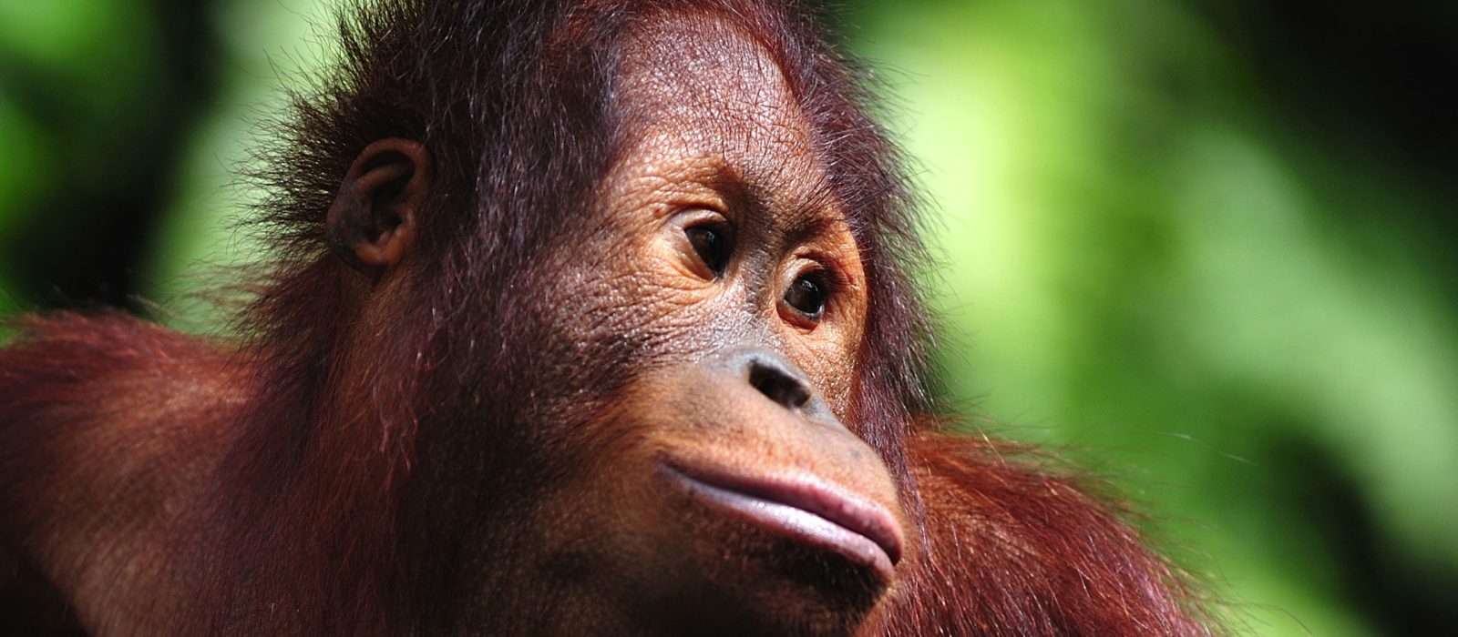 Close up of an orangutang
