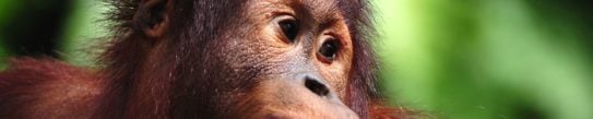 Close up of an orangutang