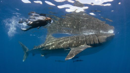 Diving with Whale Shark
