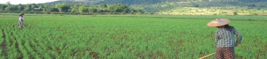 Rice fields Myanmar