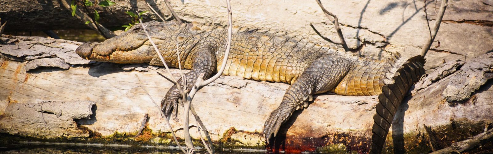 crocodile-nepal
