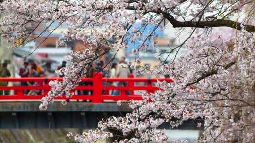 cherry-blossom-bridge-japan