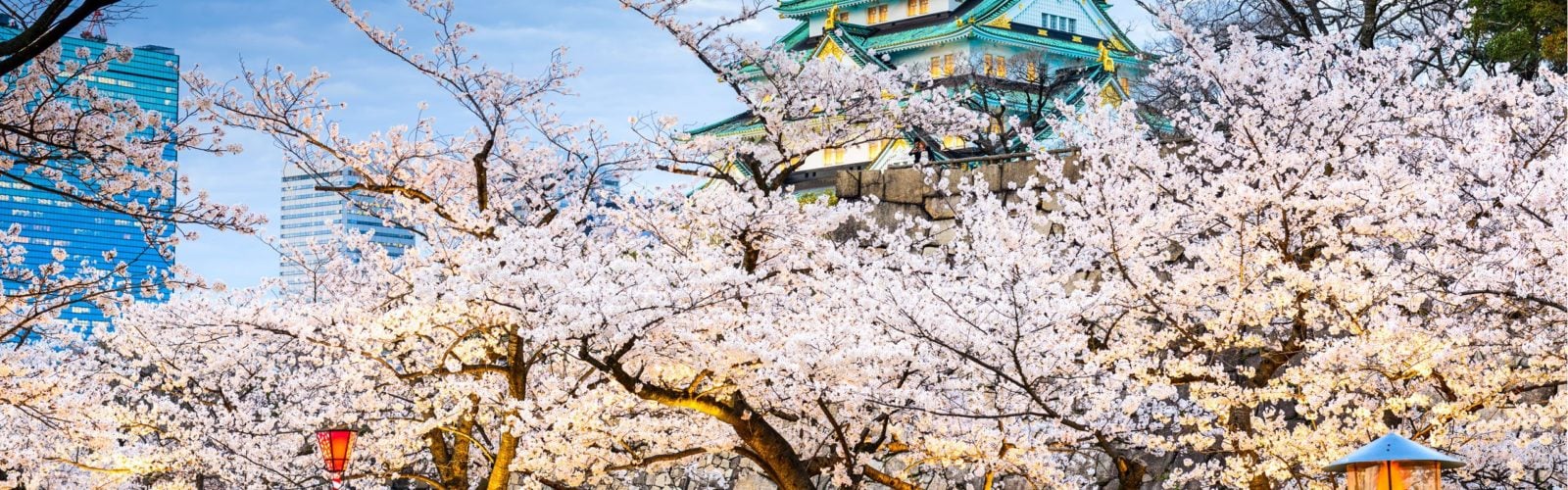 cherry-blossom-castle-japan