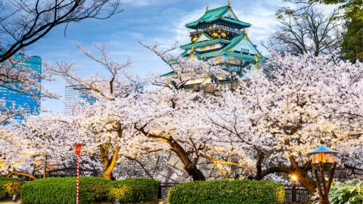 cherry-blossom-castle-japan