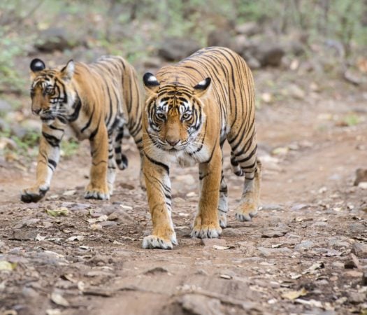 tigers-ranthambore-national-park-india