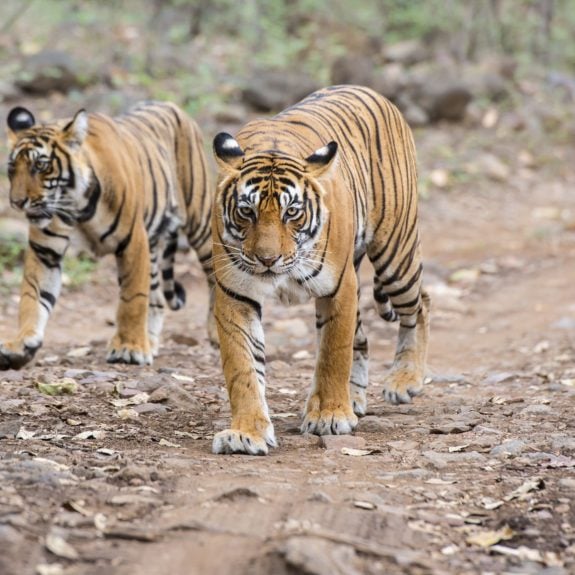 tigers-ranthambore-national-park-india