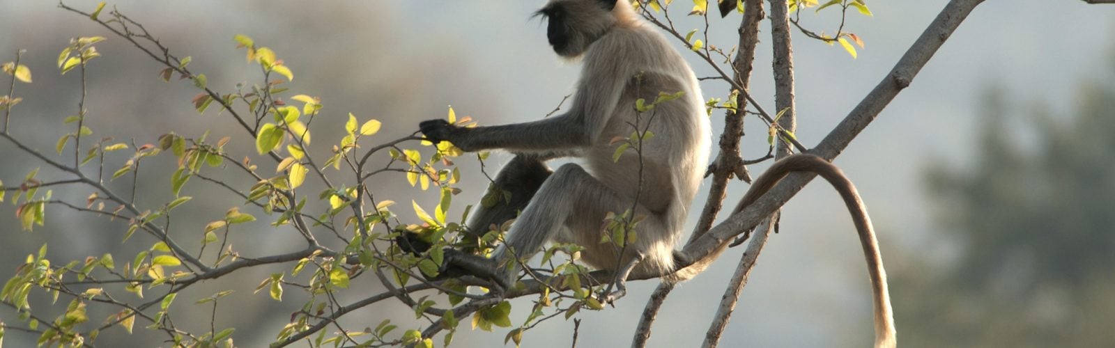 langur-monkey-panna-national-park-india