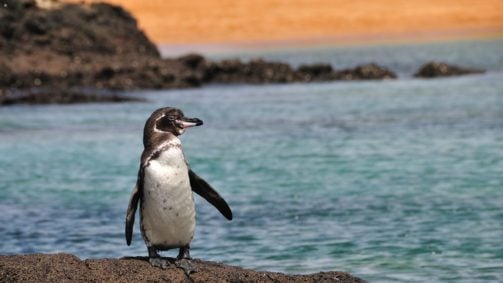penguin-galapgos-islands