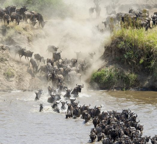 Wildebeest migration through the river of North Serengeti, Tanzania