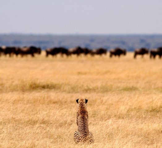tanzania_cheetah_serengeti