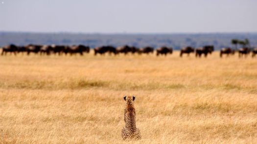 tanzania_cheetah_serengeti