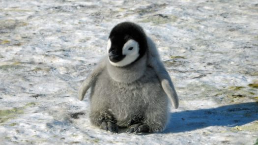 An emperor penguin chick in Antarctica