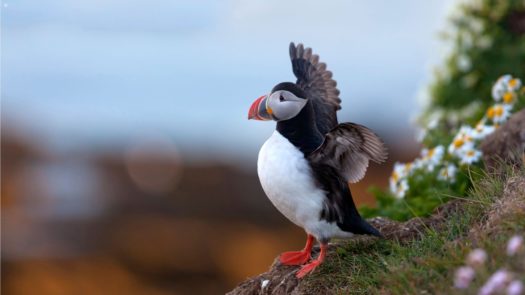A puffin takes flight in Iceland
