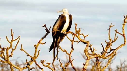 frigatebird-north-seymour-galapagos-islands