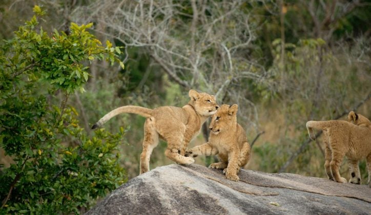 sabi-sands-lion-cubs-south-africa
