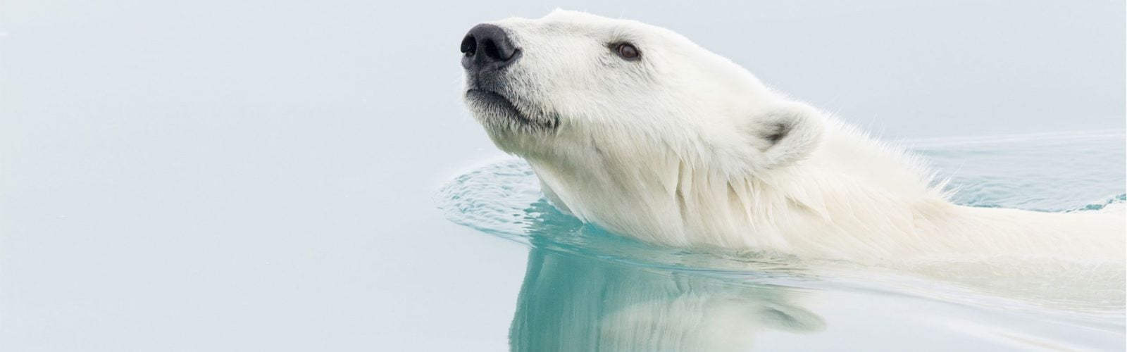 A polar bear glides through the icy waters in Svalbard