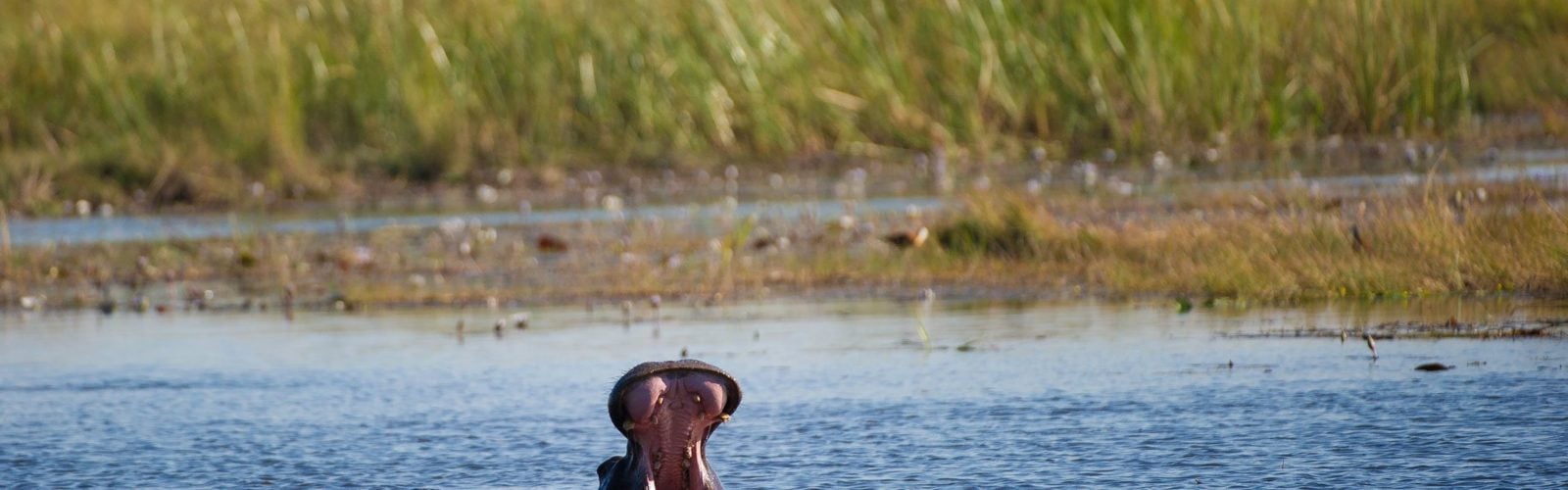 hippo with mouth open in Linyanti