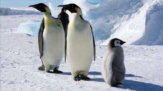 Emperor penguin family Antarctica