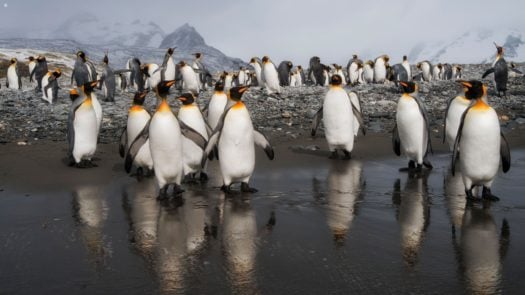 A herd of emperor penguins in Antarctica