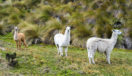 Llamas in Cajas National Park, Cuenca, Ecuador