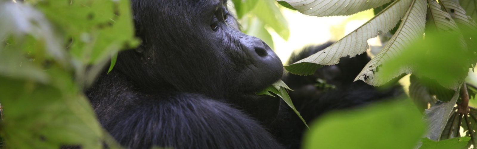 gorilla-tracking-uganda