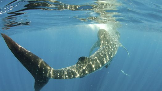 Whale shark swimming under water