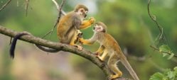 Ecuador Amazon Squirrel Monkey