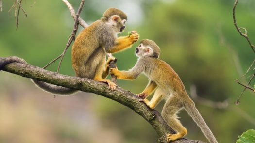 Ecuador Amazon Squirrel Monkey
