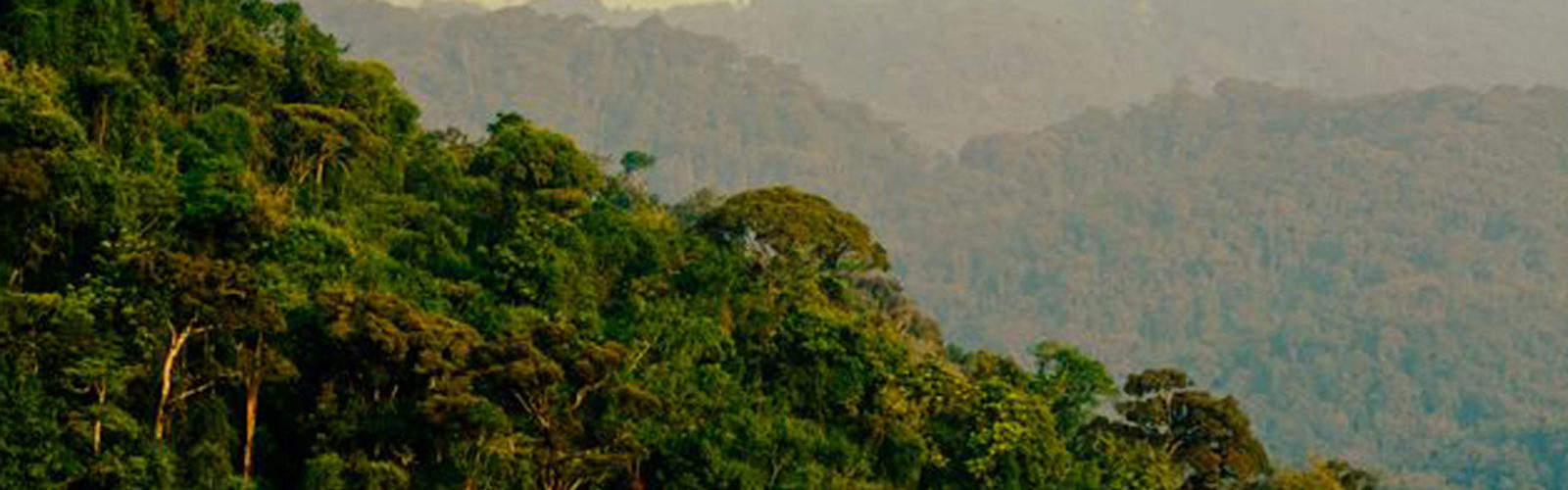 nyungwe-landscape-rwanda