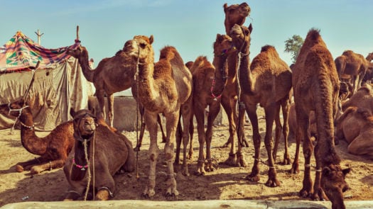 camels-pushkar-mela-rajasthan-india