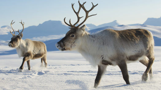 reindeer-lapland