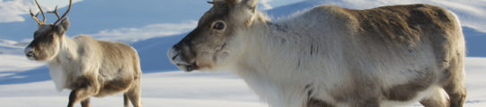 reindeer-lapland