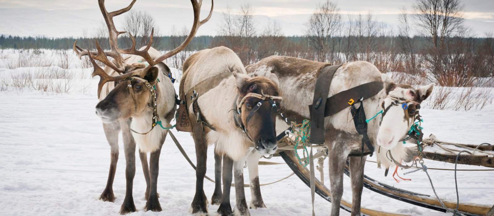 reindeer-sleigh-lapland