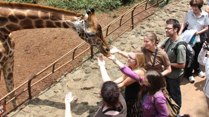 giraffe-centre-nairobi-feeding-1