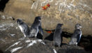 galapagos-penguins-and-crabs
