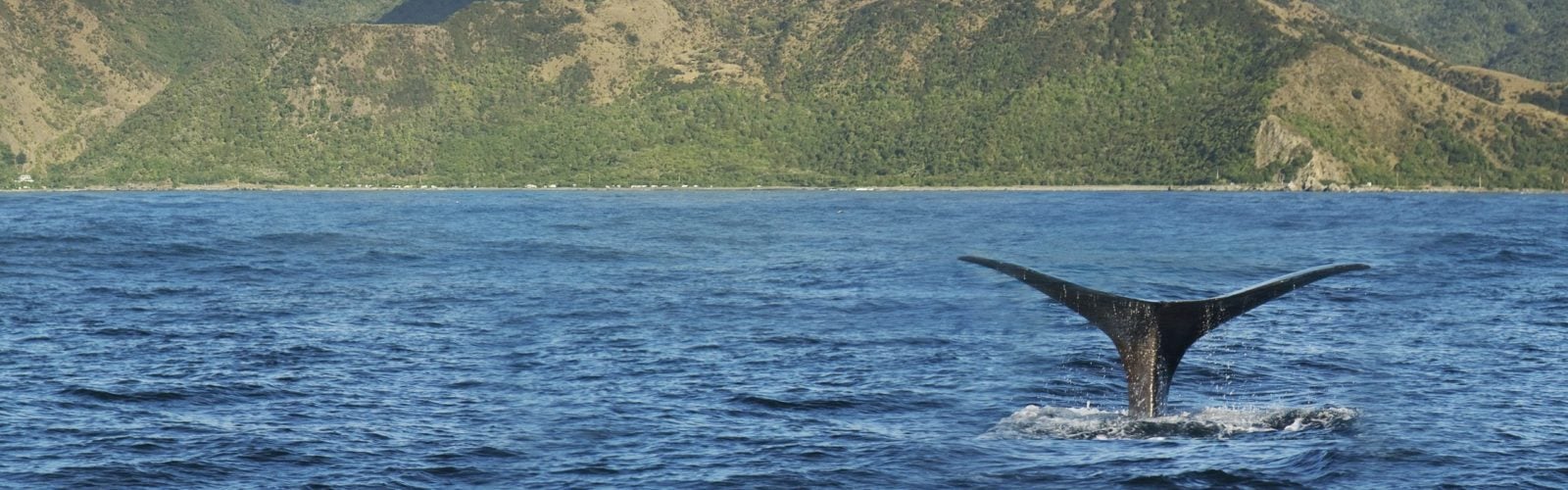 Kaikoura, South Africa - Whale Watching