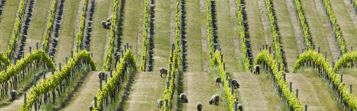 Babydoll sheep in a vineyard, Marlborough, New Zealand