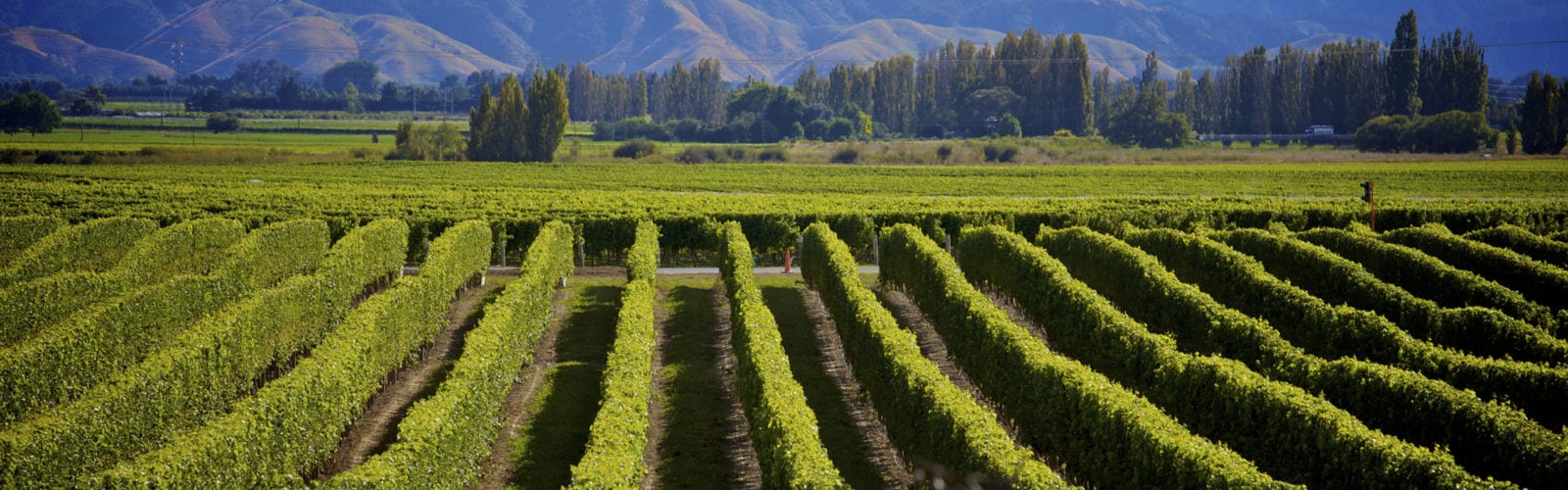 Marlborough Wine Region, New Zealand