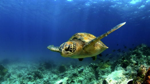 Turtle underwater