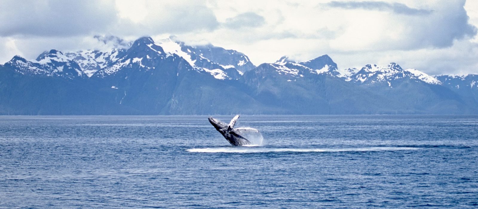 humpback-whale-alaska