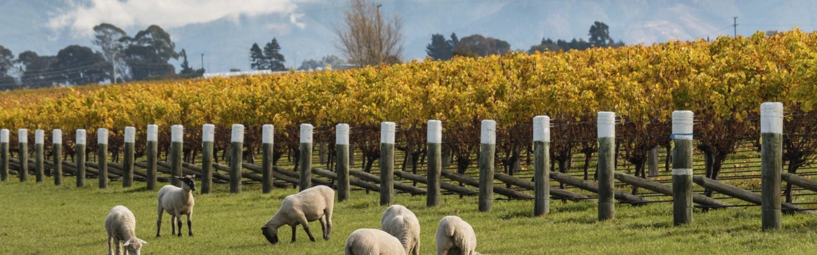 vineyard-and-sheep