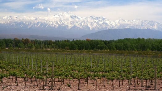 Vineyards in Salta, with snow covered peaks in the background.
