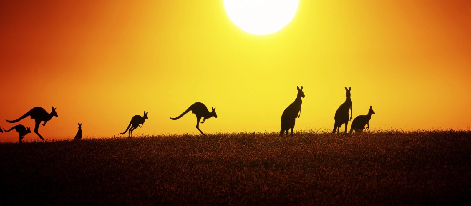 jumping-kangaroo-sunset
